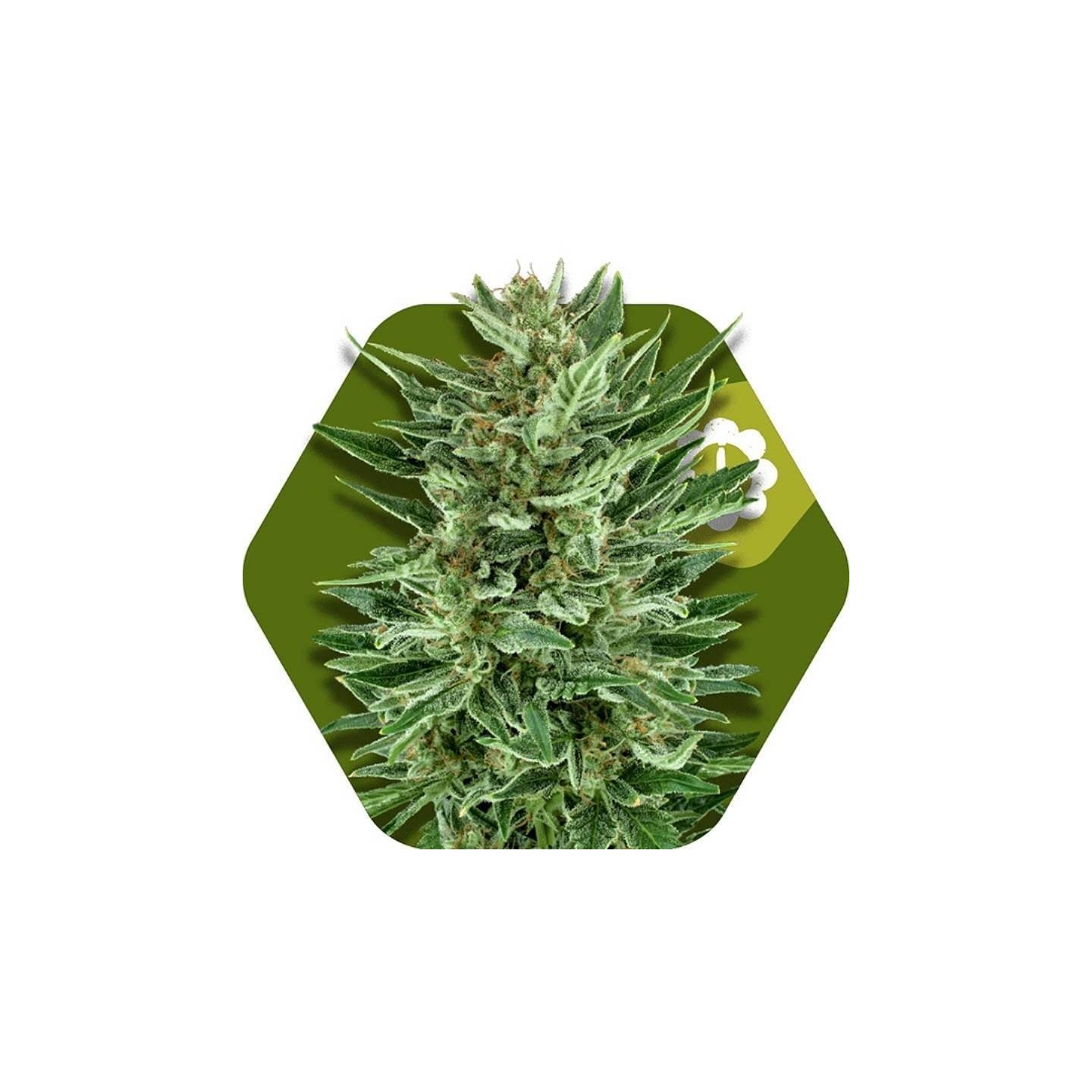 White Cheese Autofloreciente Feminizada de Zambeza Seeds
