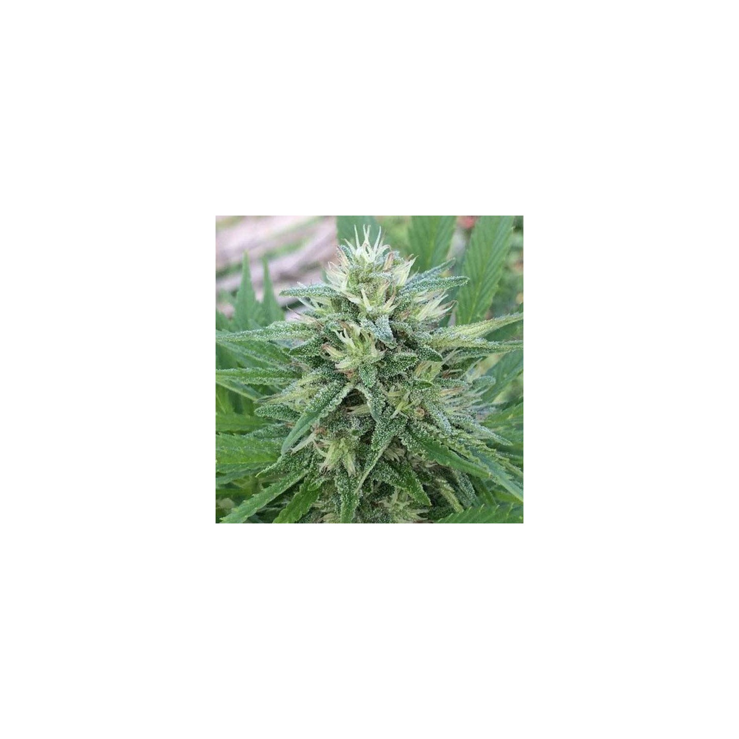 Panama x Bangi Haze Feminizada de Ace Seeds