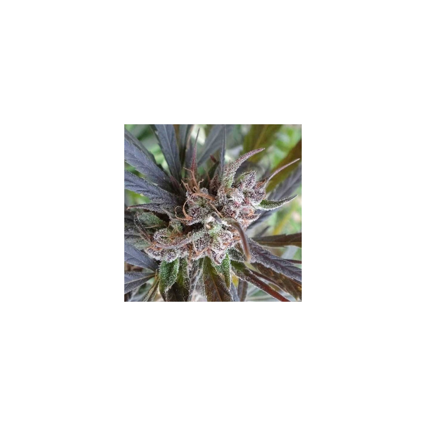 Haze X Kali China Feminizada de Ace Seeds