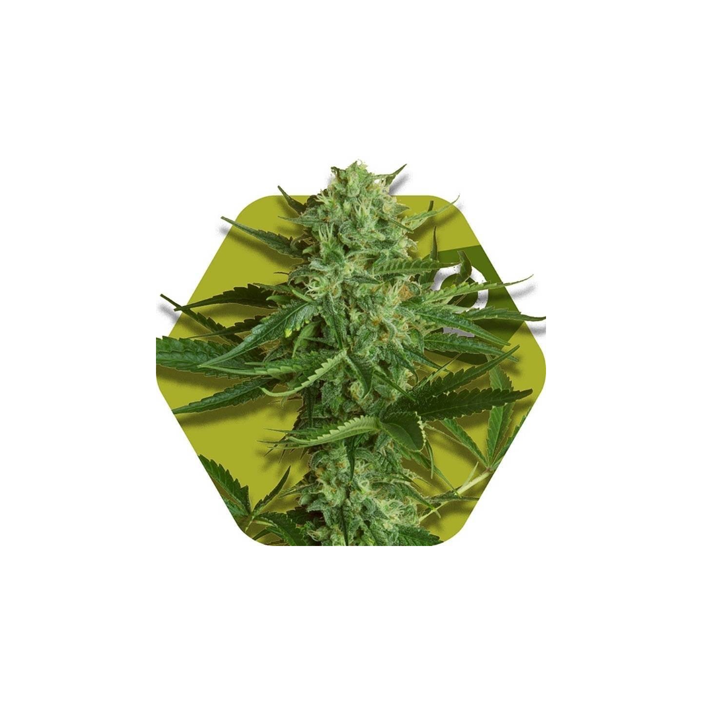 White Widow Haze Feminizada de Zambeza Seeds