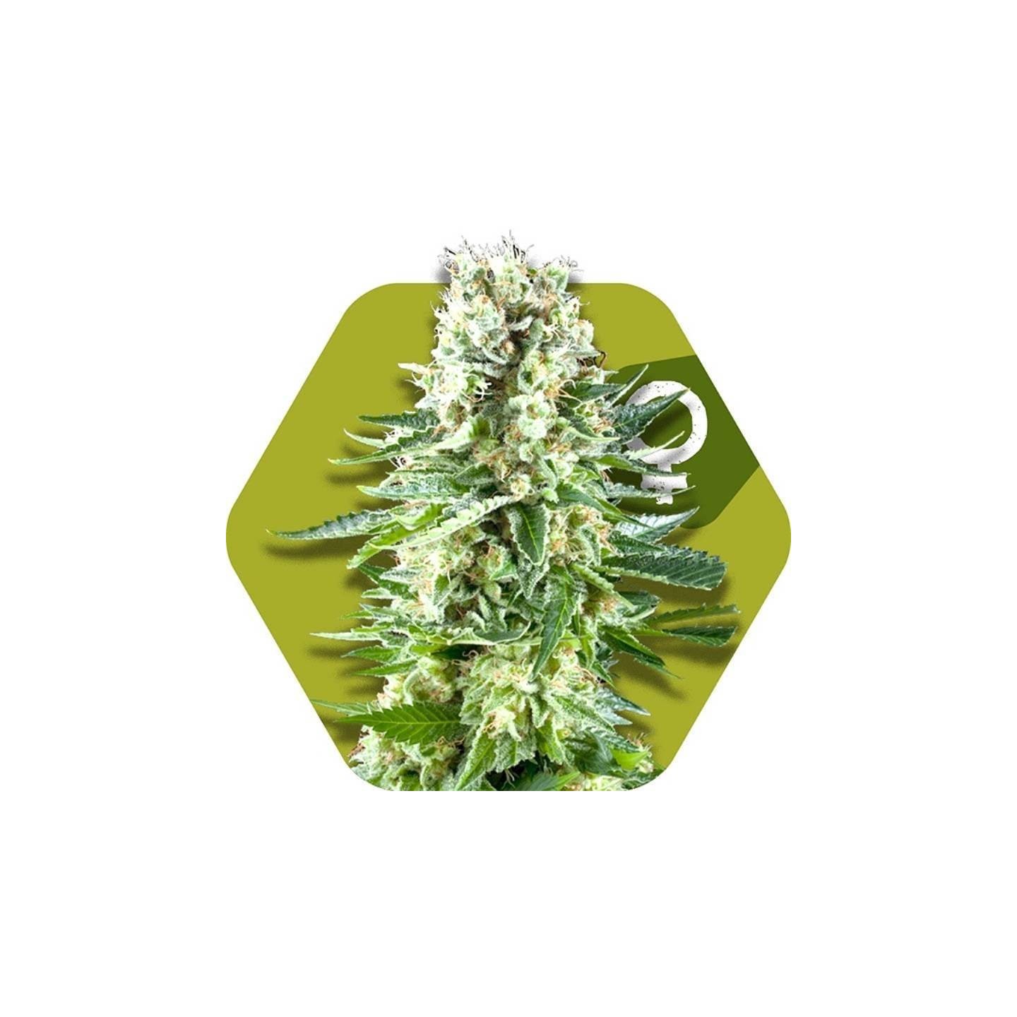 White Widow XL Feminizada de Zambeza Seeds
