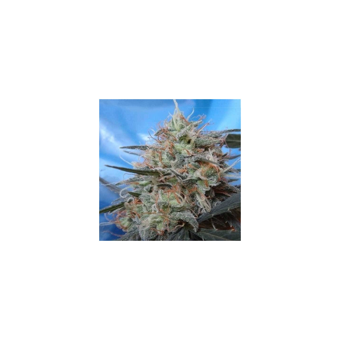 Congo x Kali China Feminizada de Ace Seeds