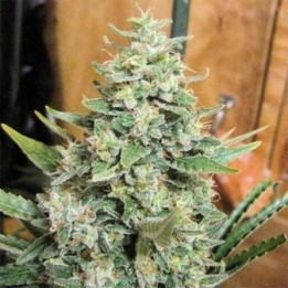 Panama x Malawi Feminizada de Ace Seeds