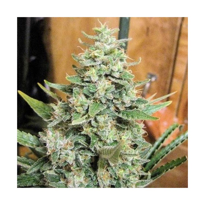Panama x Malawi Feminizada de Ace Seeds
