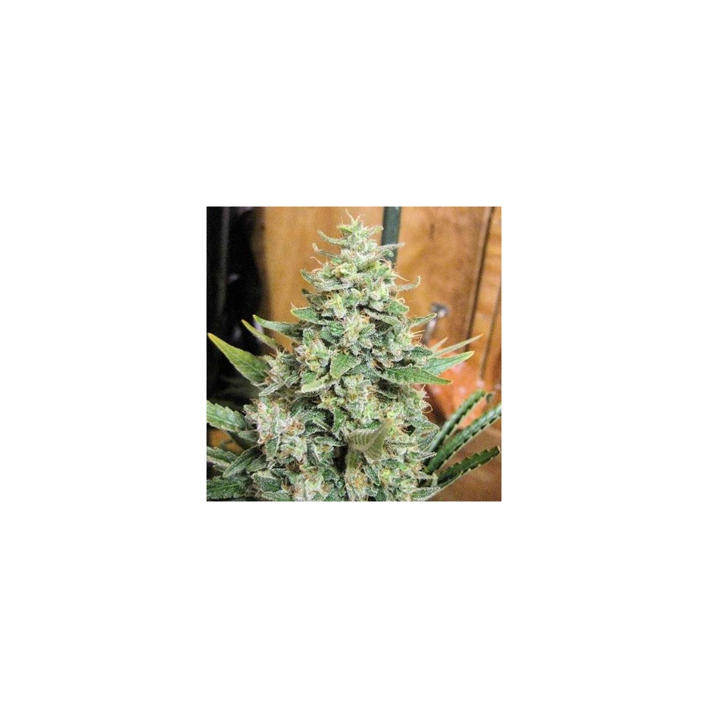 Panama x Malawi Feminizada de Ace Seeds