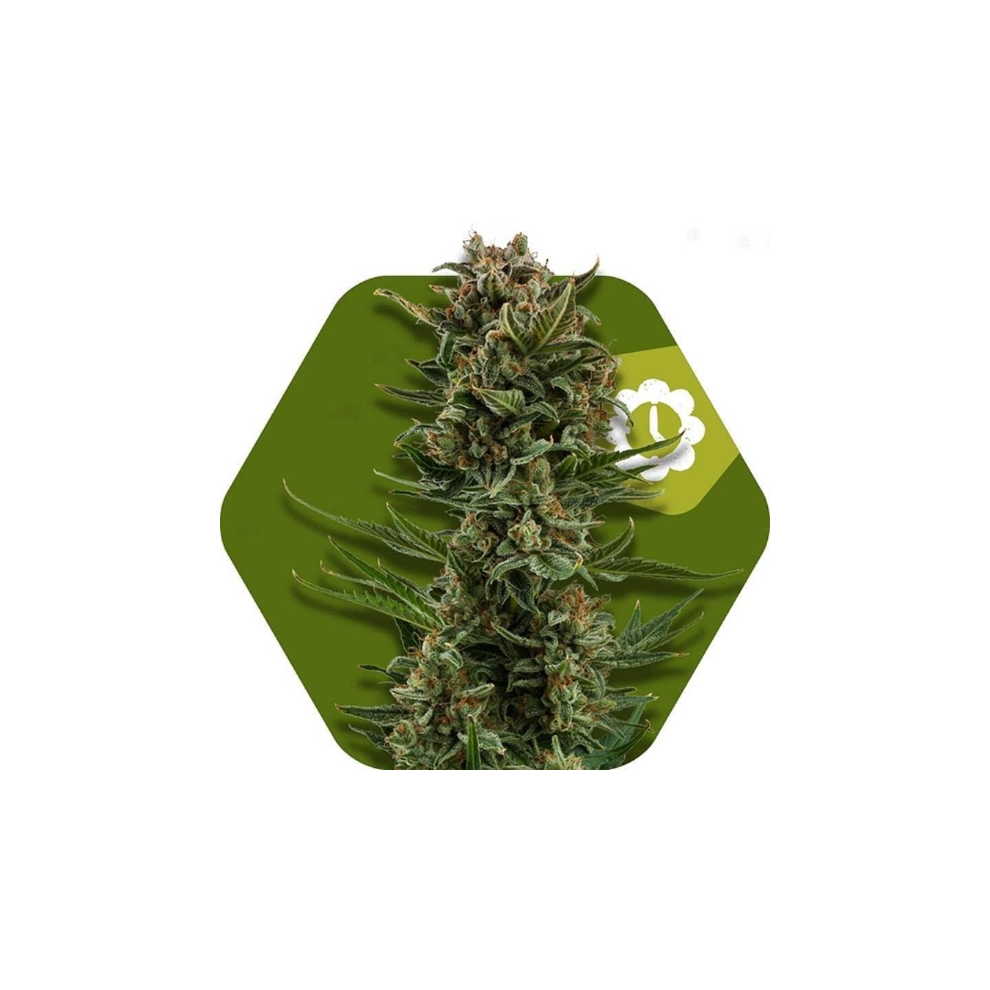 White Widow XL Autofloreciente Feminizada de Zambeza Seeds