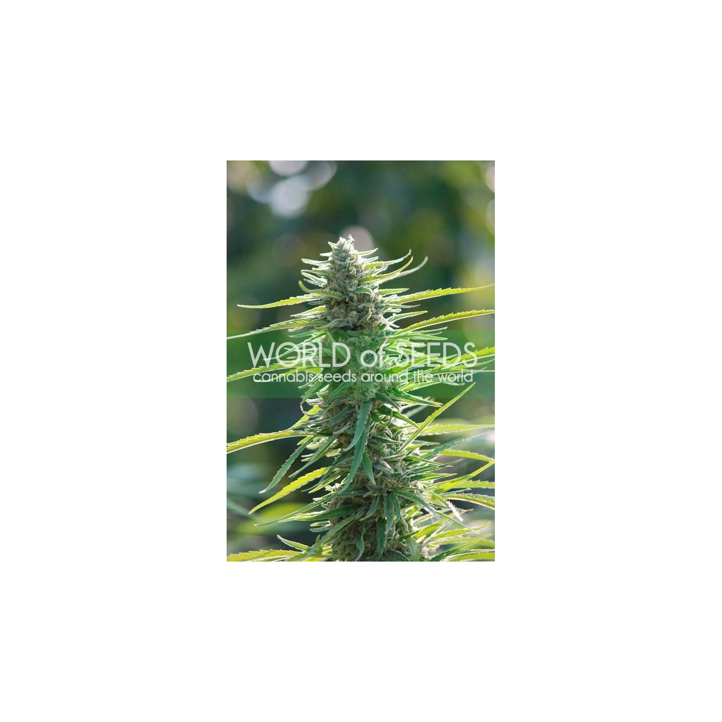 Colombian Gold (Pure Origin Collection) Feminizada de World Of