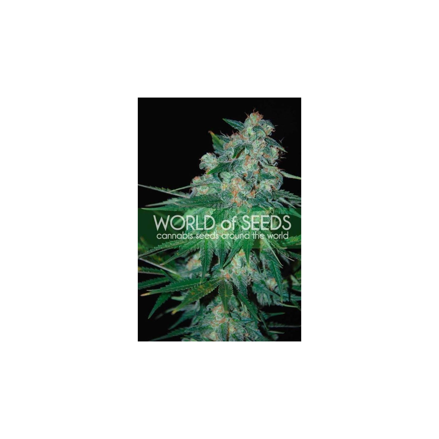 Ketama (Pure Origin Collection) Feminizada de World Of Seeds