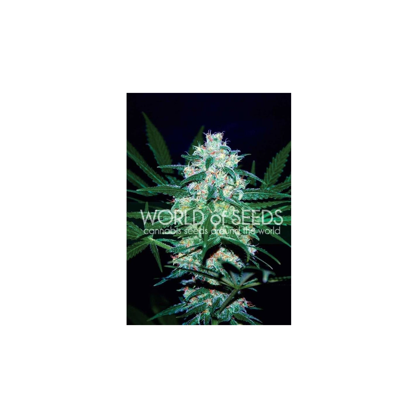 Pakistan Valley (Pure Origin Collection) Feminizada de World Of