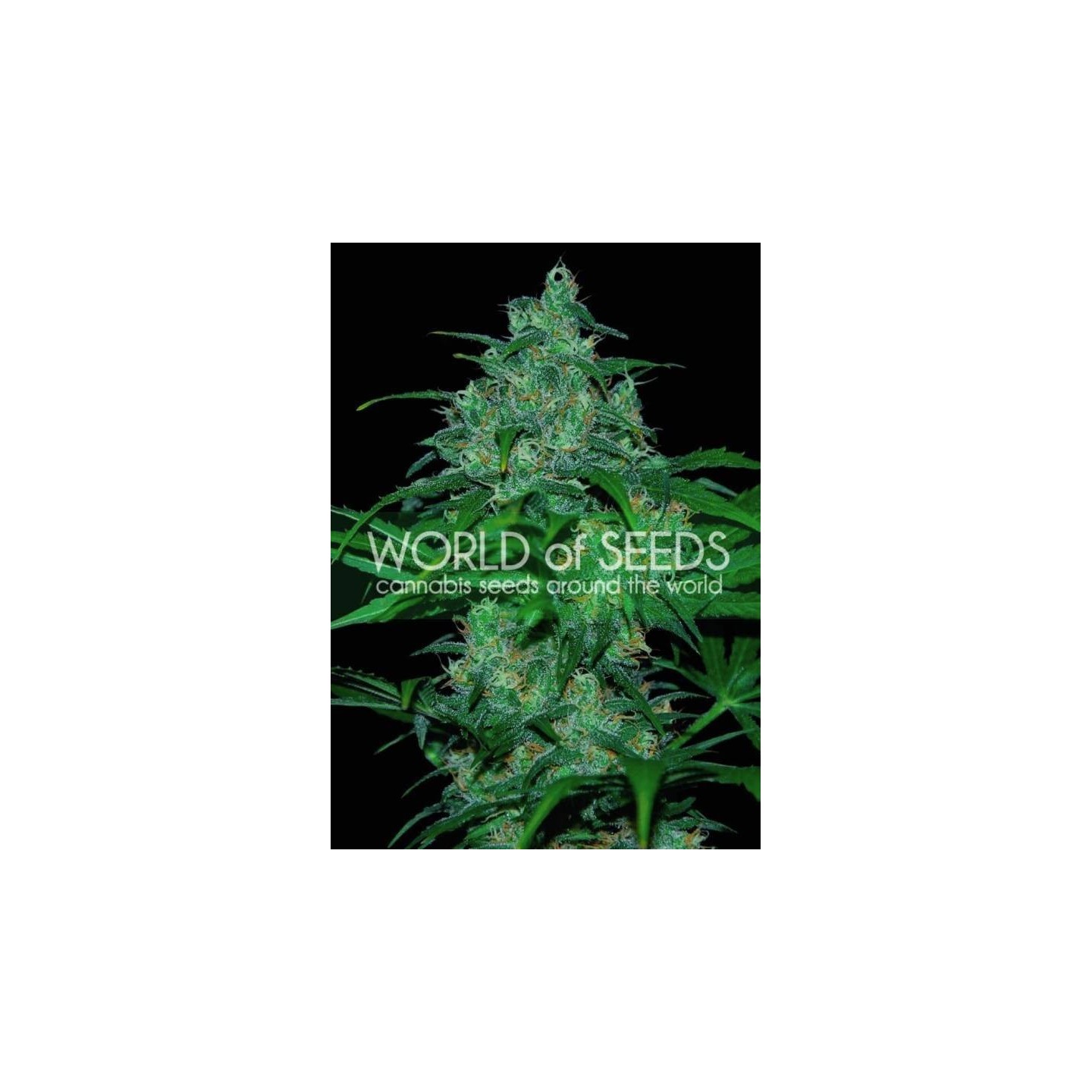 Wild Thailand (Pure Origin Collection) Feminizada de World Of