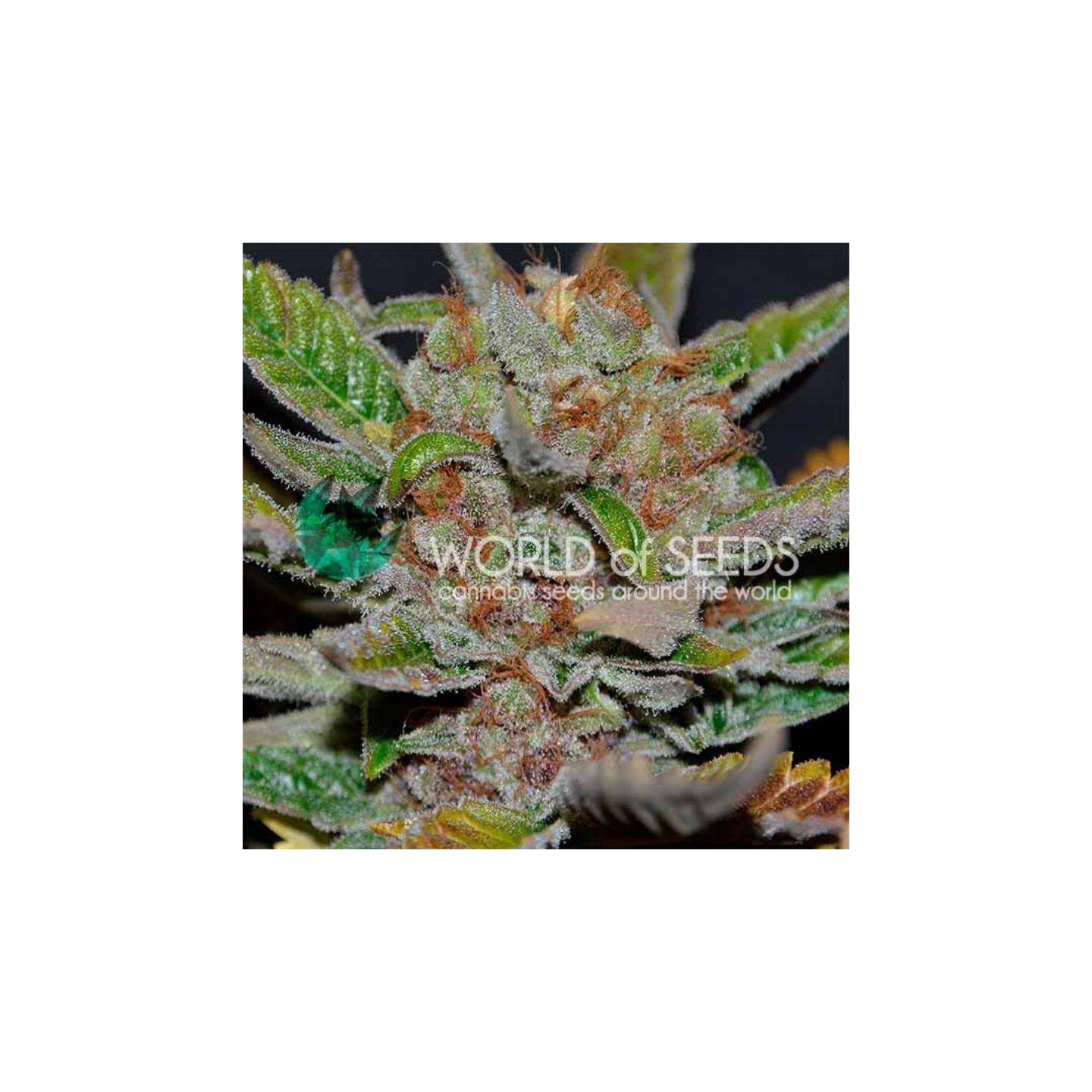 Bubba Haze (WOS) Regular de World Of Seeds
