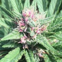 Pck x Erdpurt Feminizada de Ace Seeds