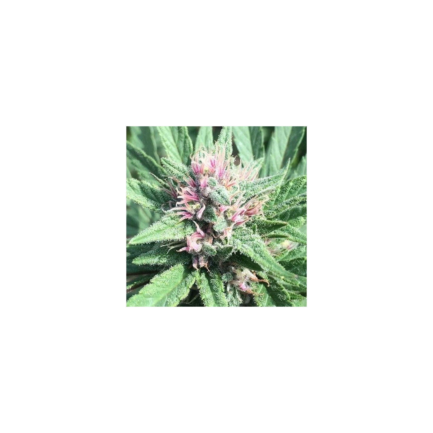 Pck x Erdpurt Feminizada de Ace Seeds
