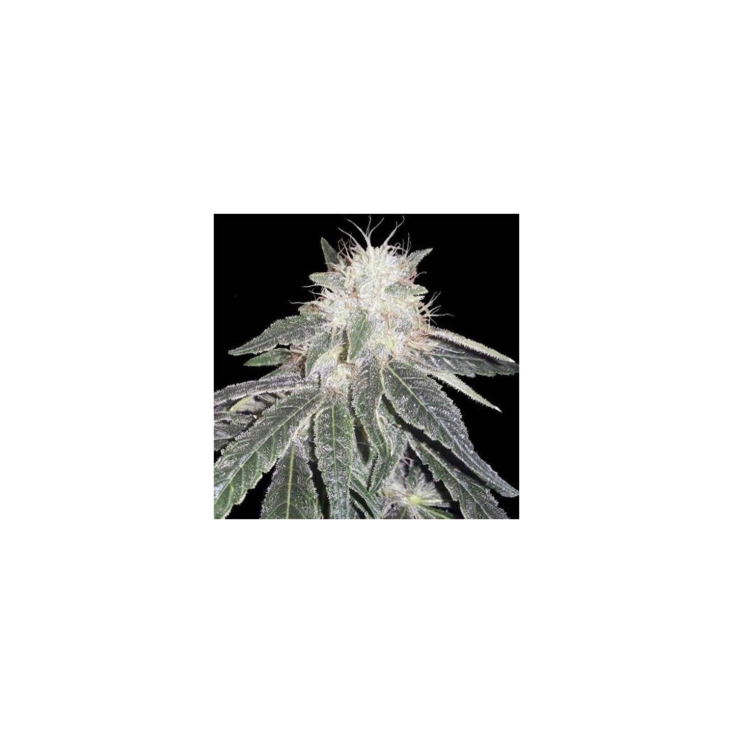 Black Domina 98 x Erdpurt Feminizada de Ace Seeds