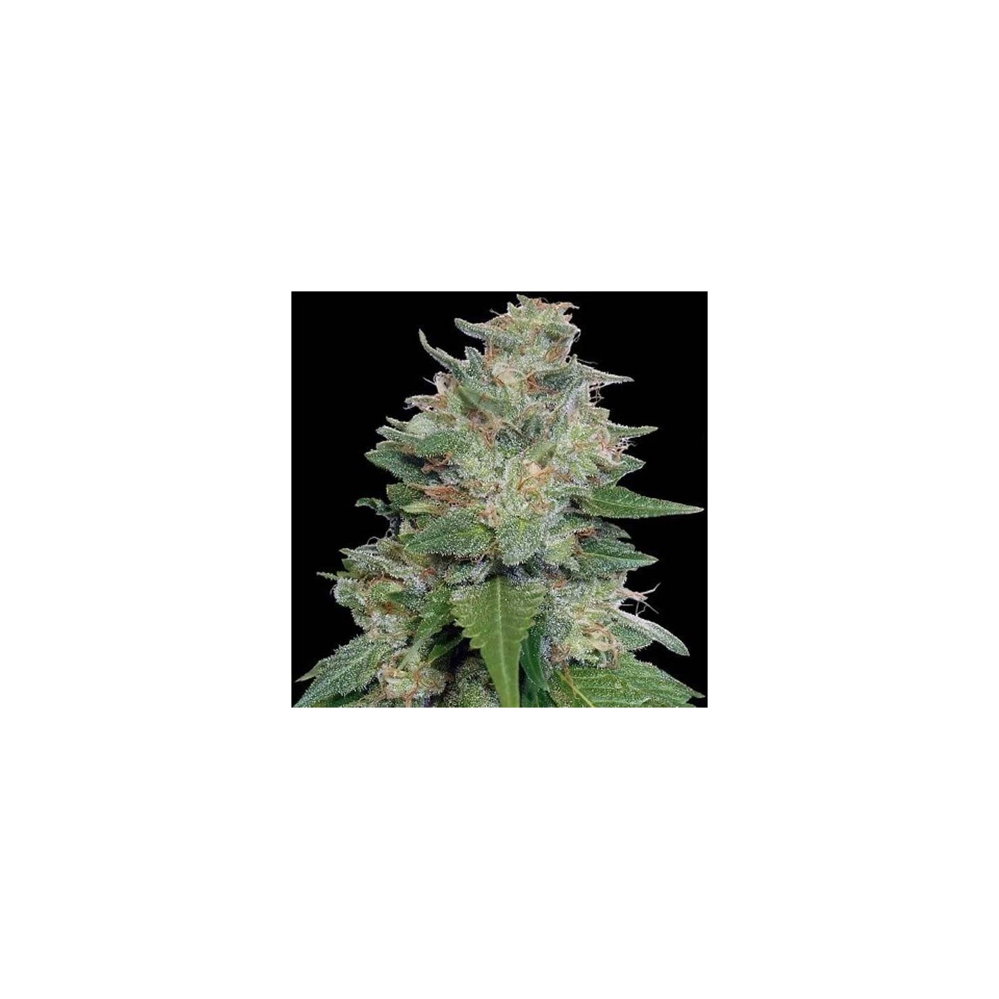 Bubba Kush x Kali China Feminizada de Ace Seeds