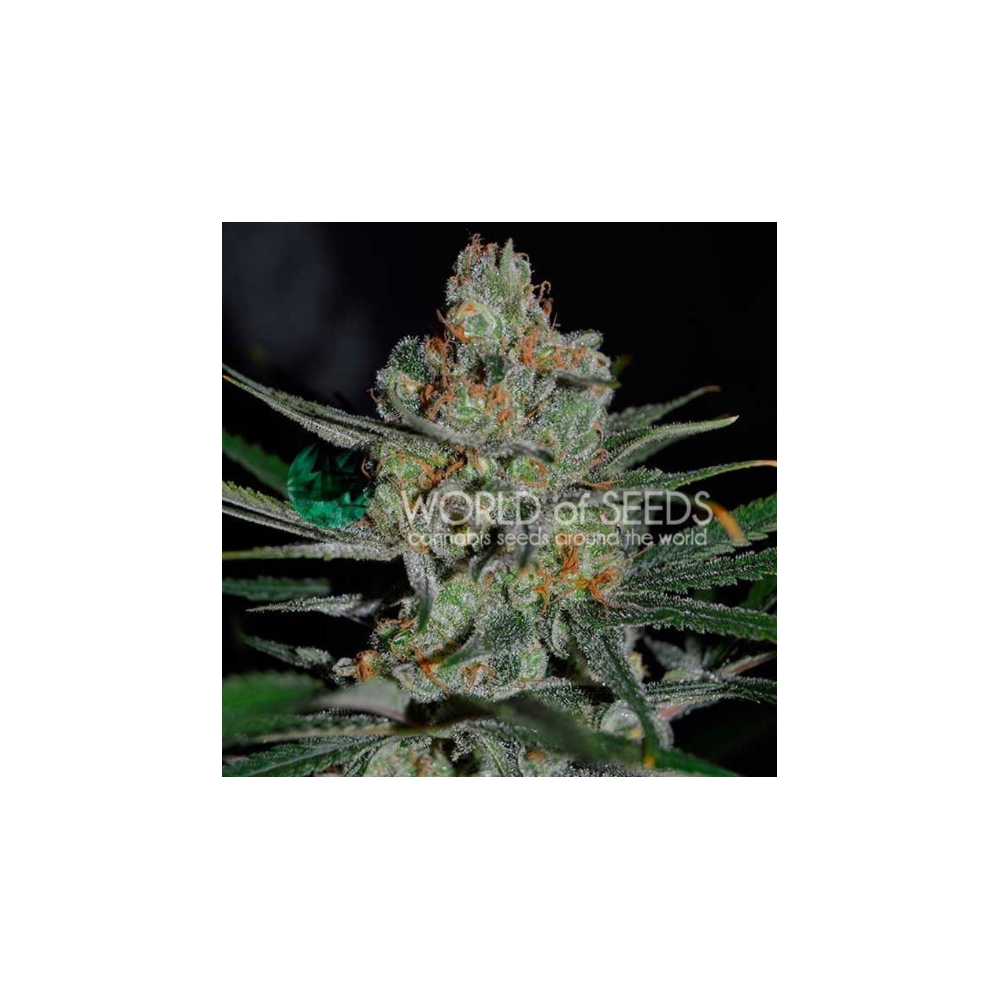 Afghan Kush (Early Harvest) Feminizada de World Of Seeds