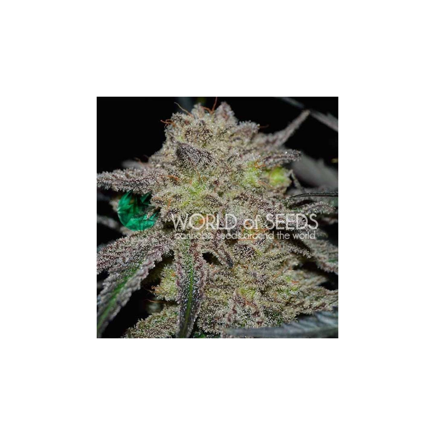 Tonic Ryder Autofloreciente Feminizada de World Of Seeds