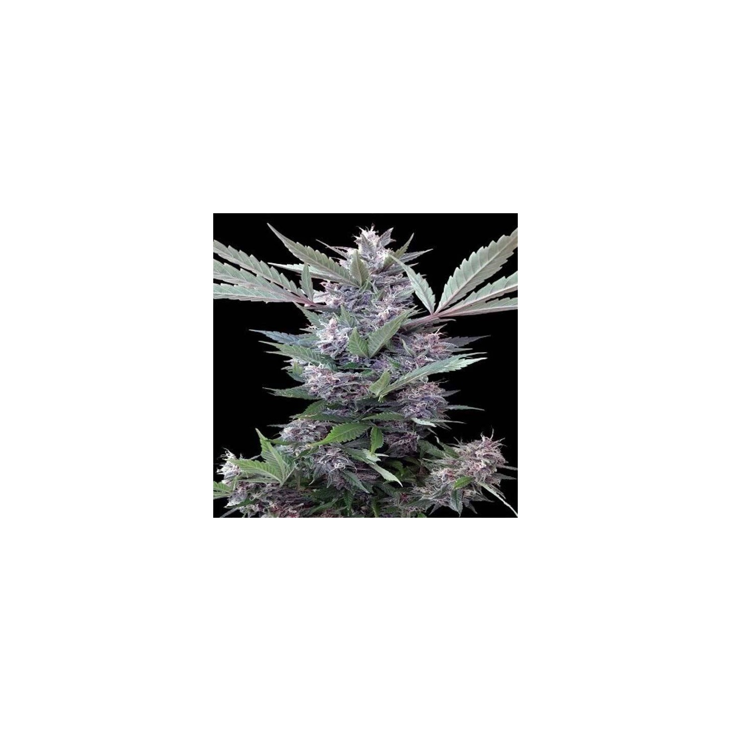 Bubba Kush x PCK Feminizada de Ace Seeds