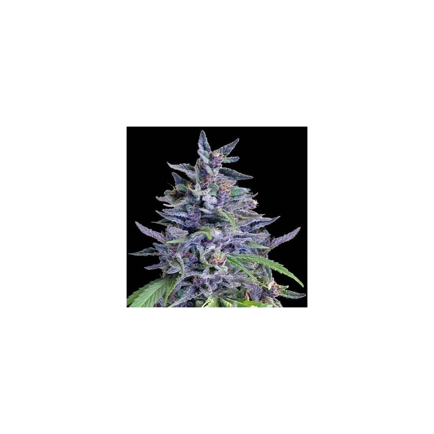 Orient Express x Nepal Jam Feminizada de Ace Seeds