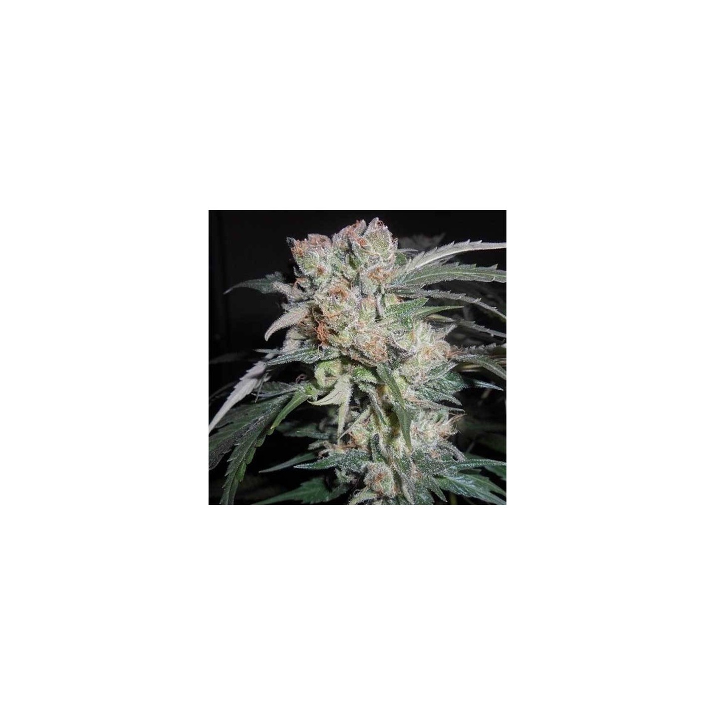 Zamaldelica x Kali China Feminizada de Ace Seeds