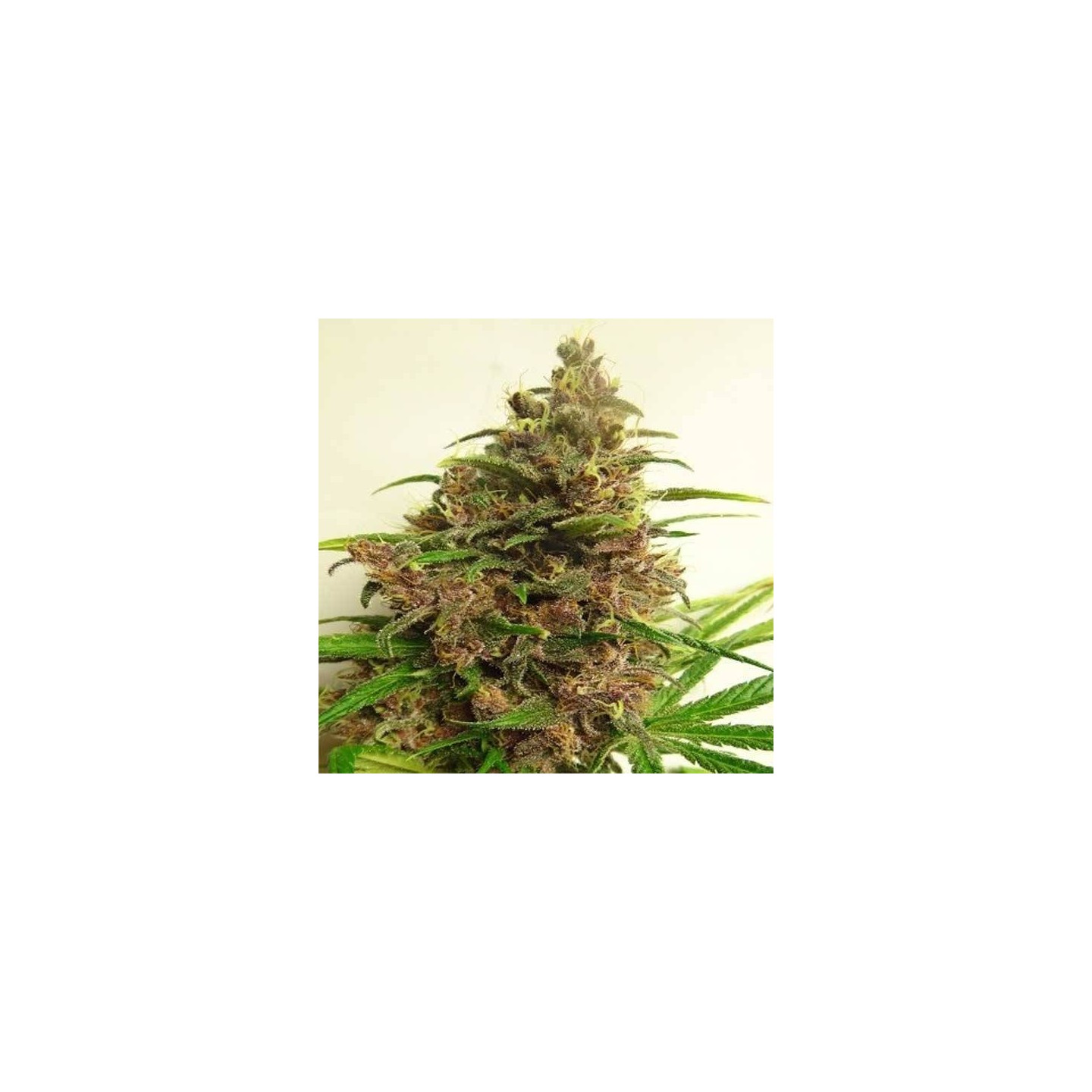 Malawi X Pck Regular de Ace Seeds