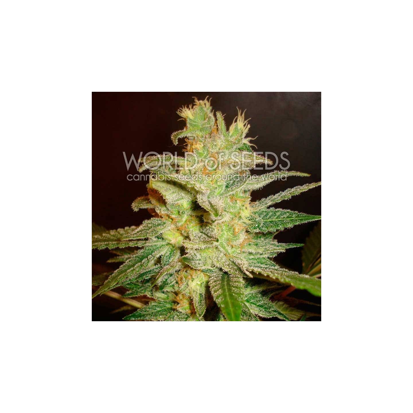 Northern Light X Big Bud Medical C Feminizada de World Of Seeds