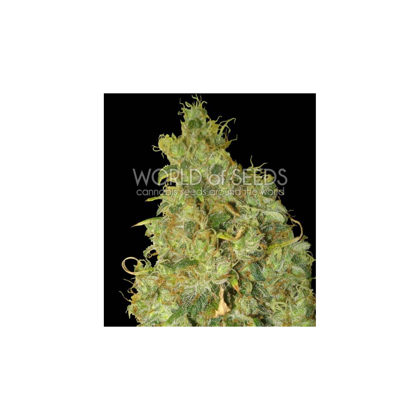 Northern Light X Skunk Medical C Feminizada de World Of Seeds