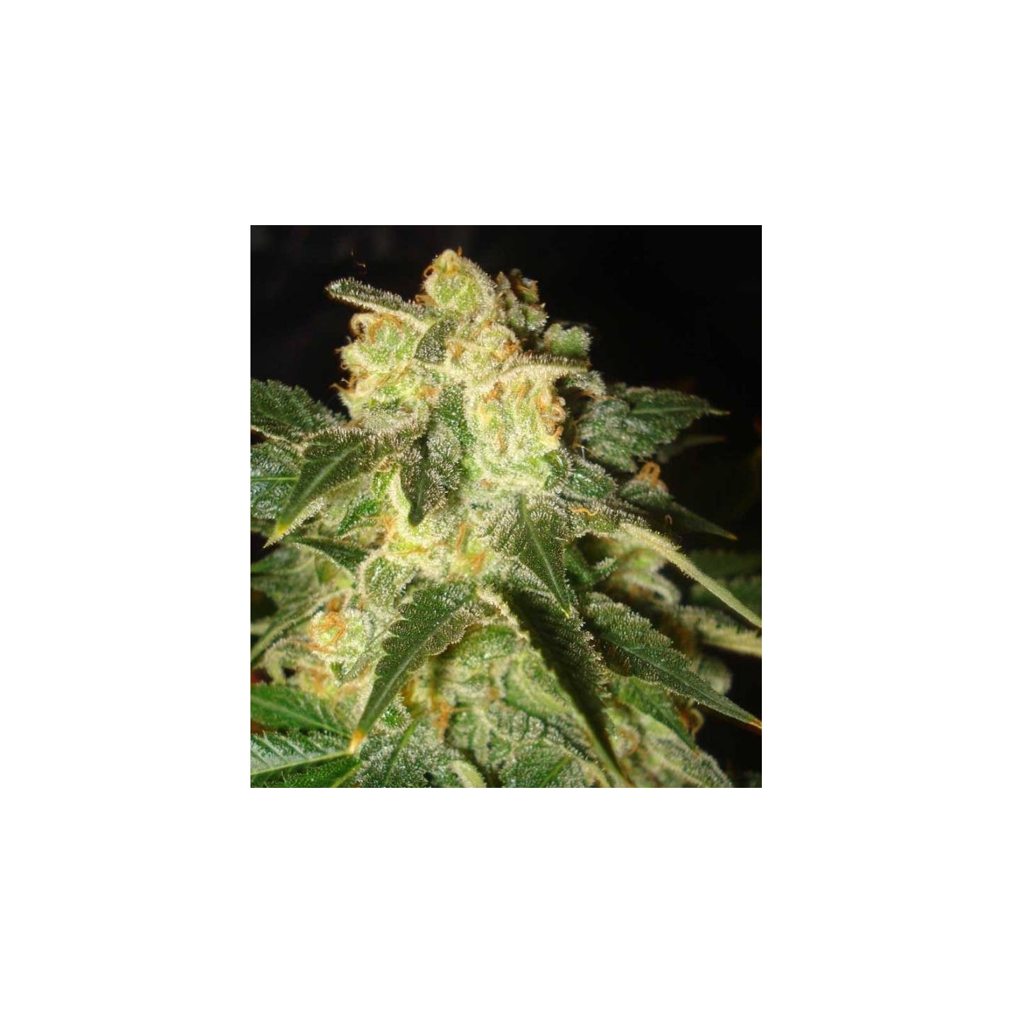 Pakistan Ryder Autofloreciente Feminizada de World Of Seeds