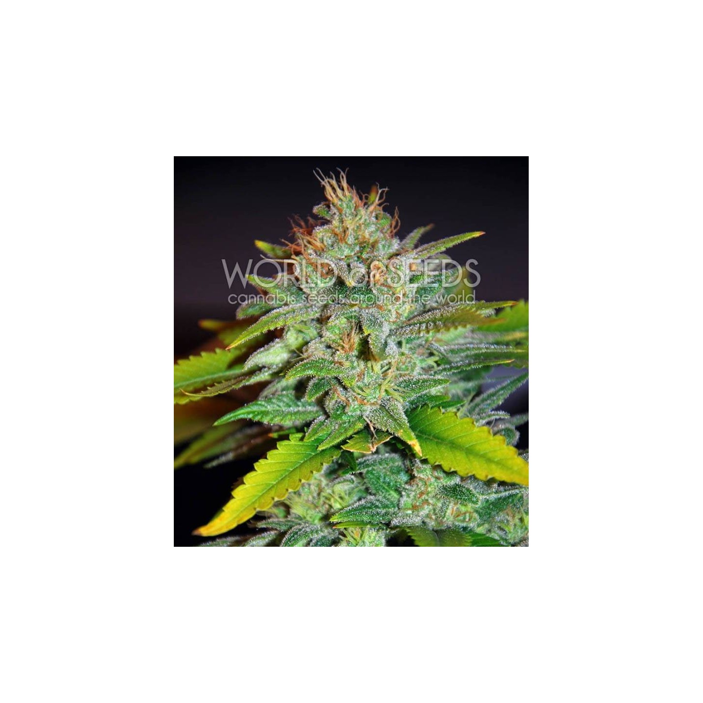Skunk 47 (Legend Collection) Feminizada de World Of Seeds