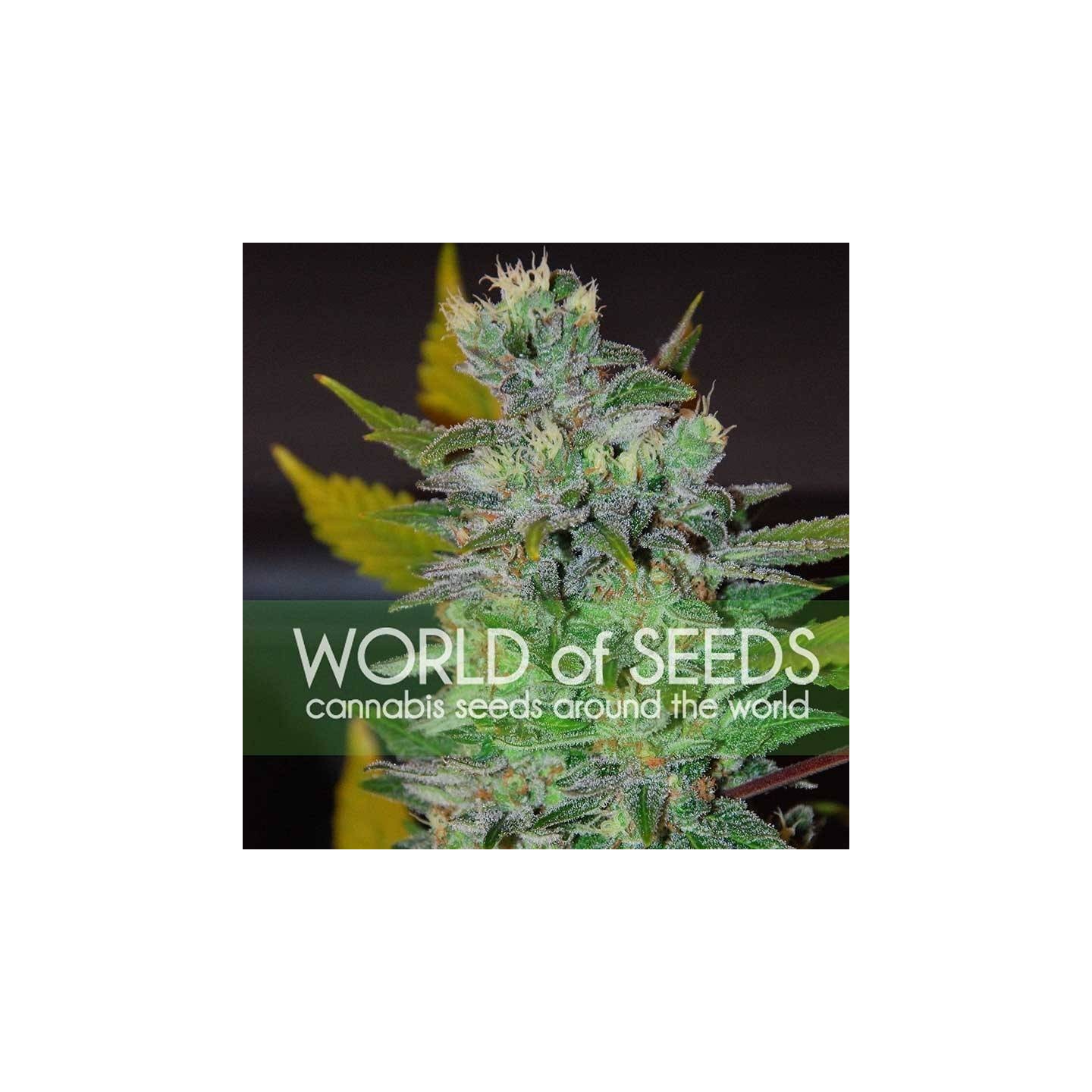 Space (Legend Collection) Feminizada de World Of Seeds