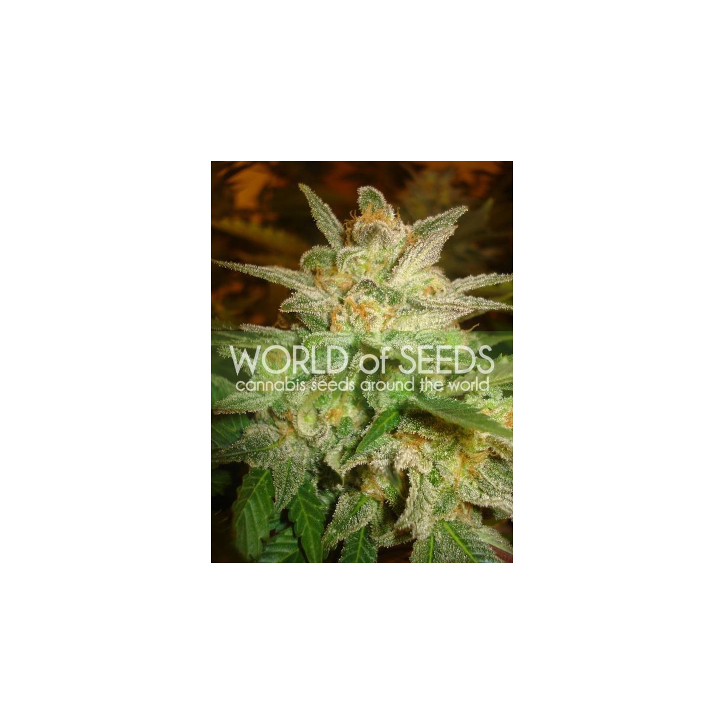 Star 47 (Legend Collection) Feminizada de World Of Seeds