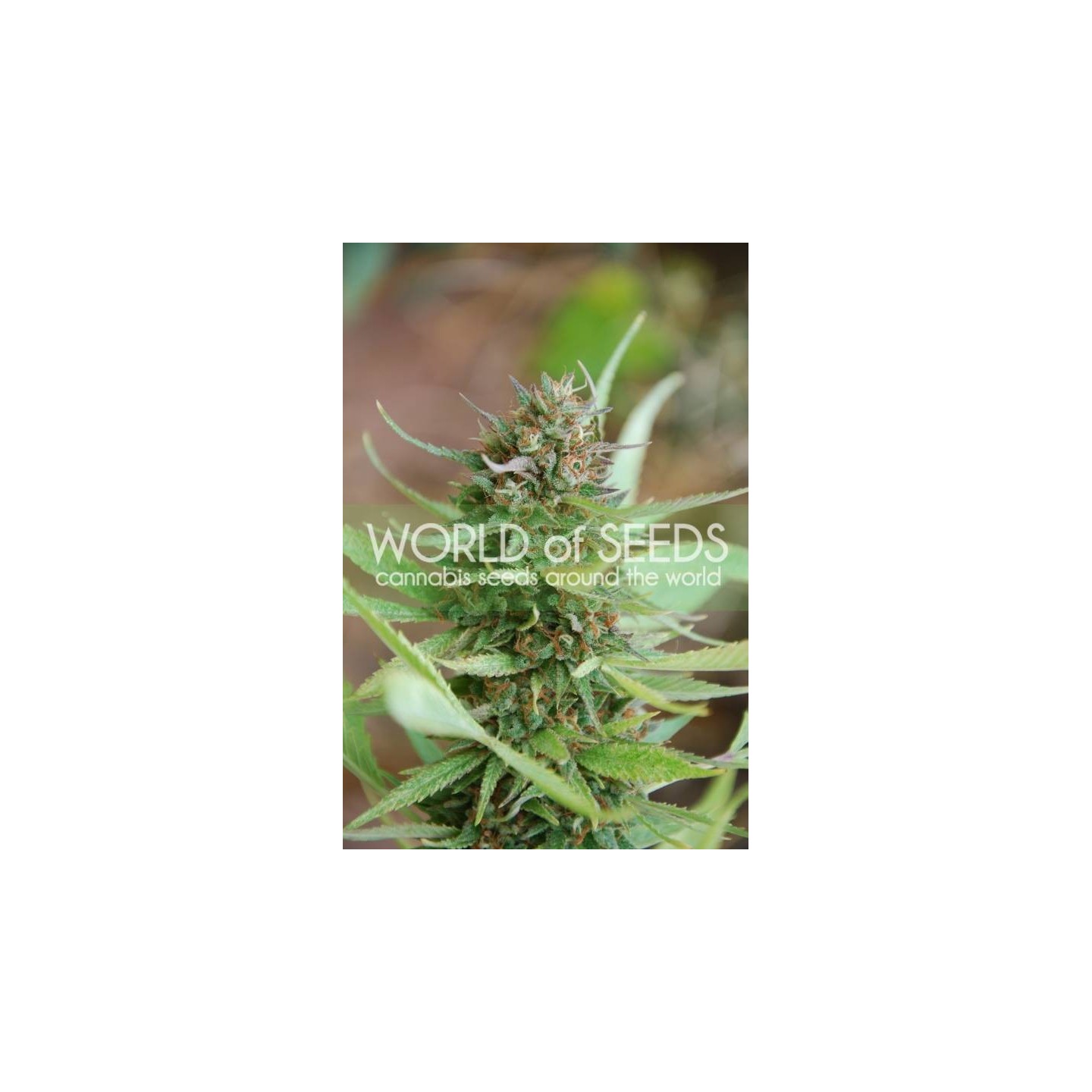 Strawberry Blue (Legend Collection) Feminizada de World Of Seeds