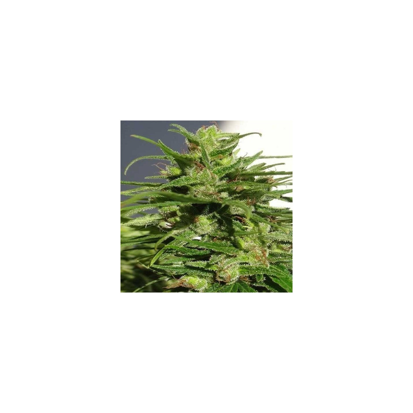 Ethiopia Regular de Ace Seeds