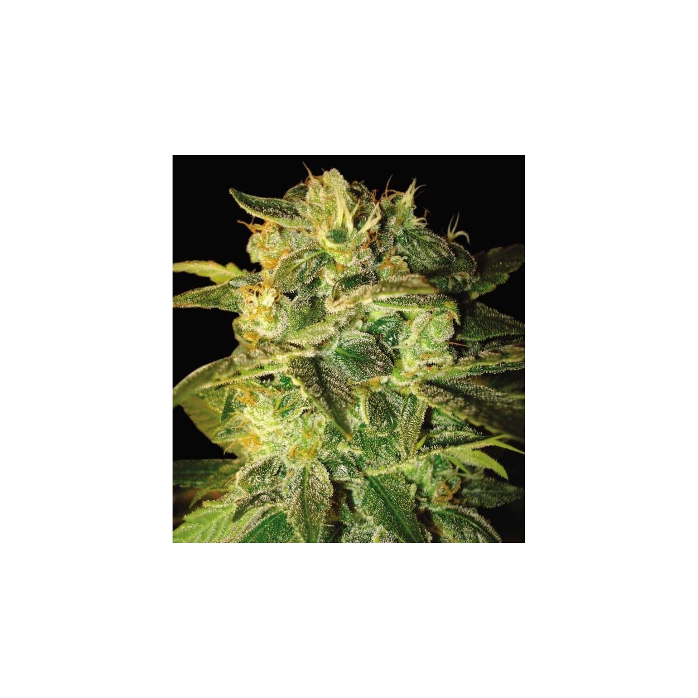 Sugar Mango Ryder Autofloreciente Feminizada de World Of Seeds