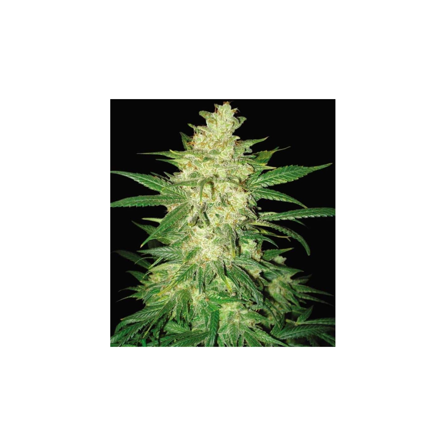 Sweet Coffee Ryder Autofloreciente Feminizada de World Of Seeds