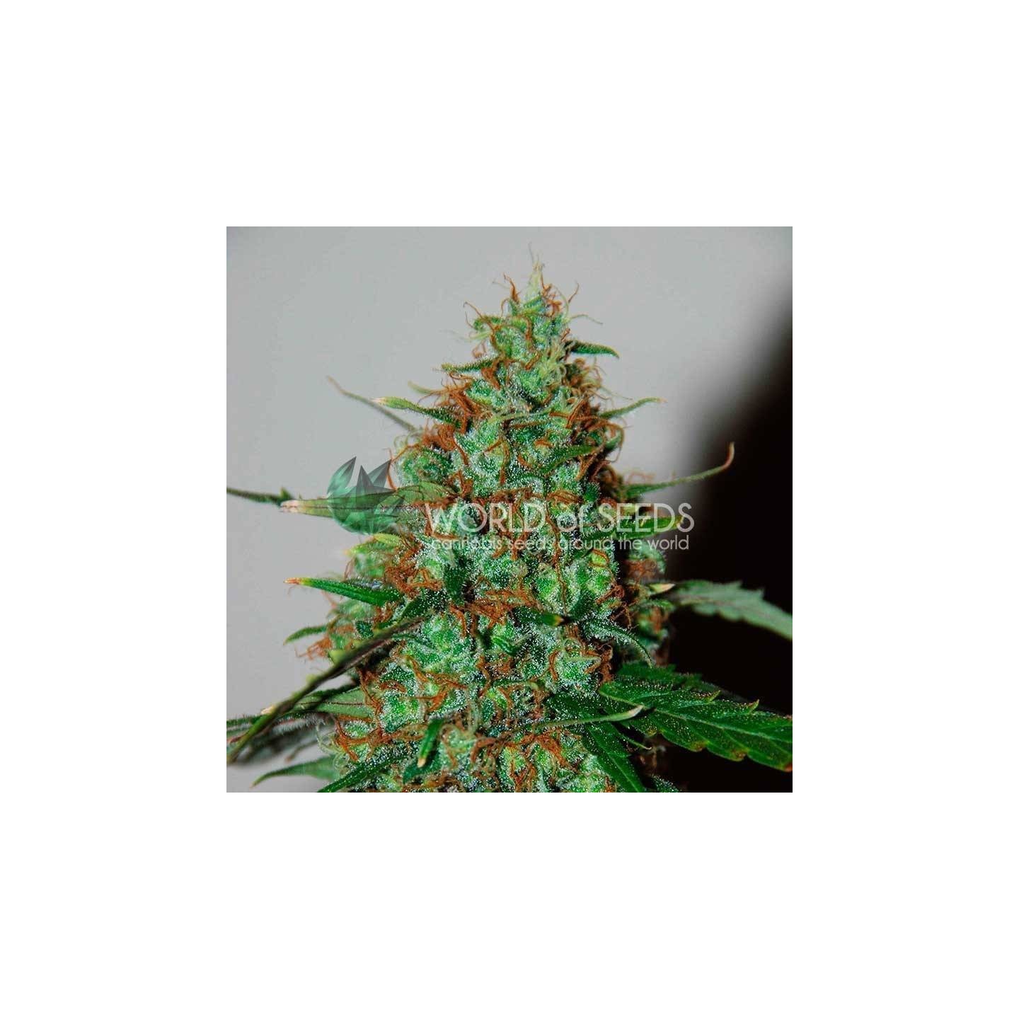 Wild Thailand Ryder Autofloreciente Feminizada de World Of Seeds