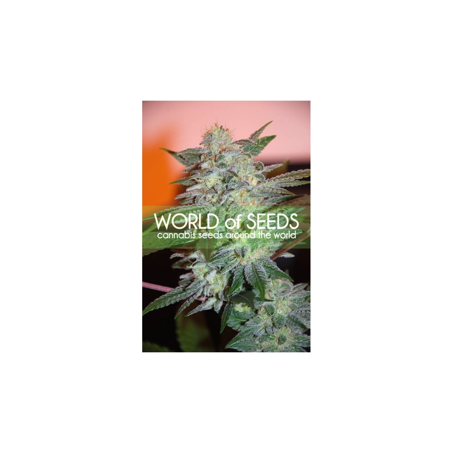 Yumbolt 47 (Legend Collection) Feminizada de World Of Seeds
