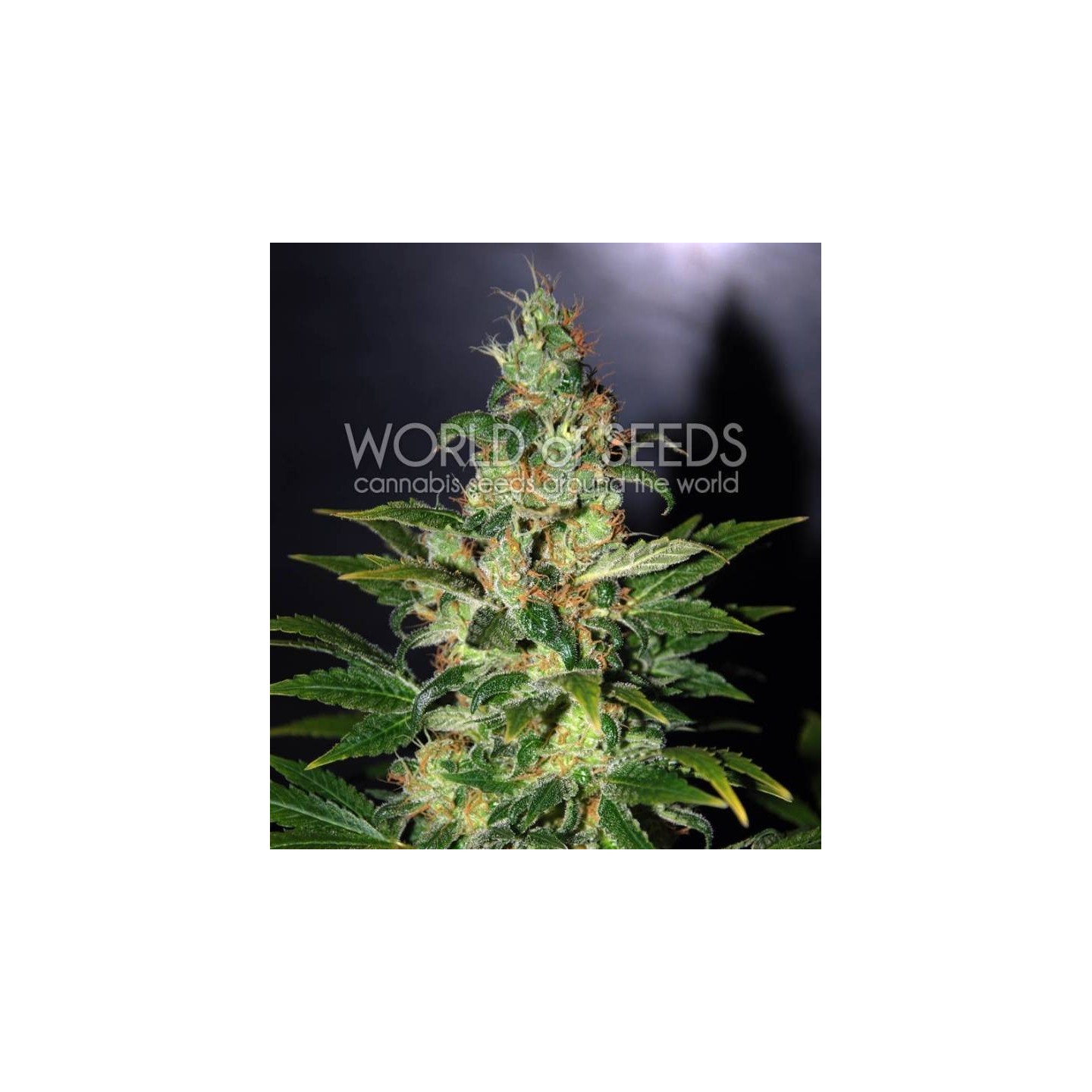 Chronic Haze (Legend Collection) Feminizada de World Of Seeds