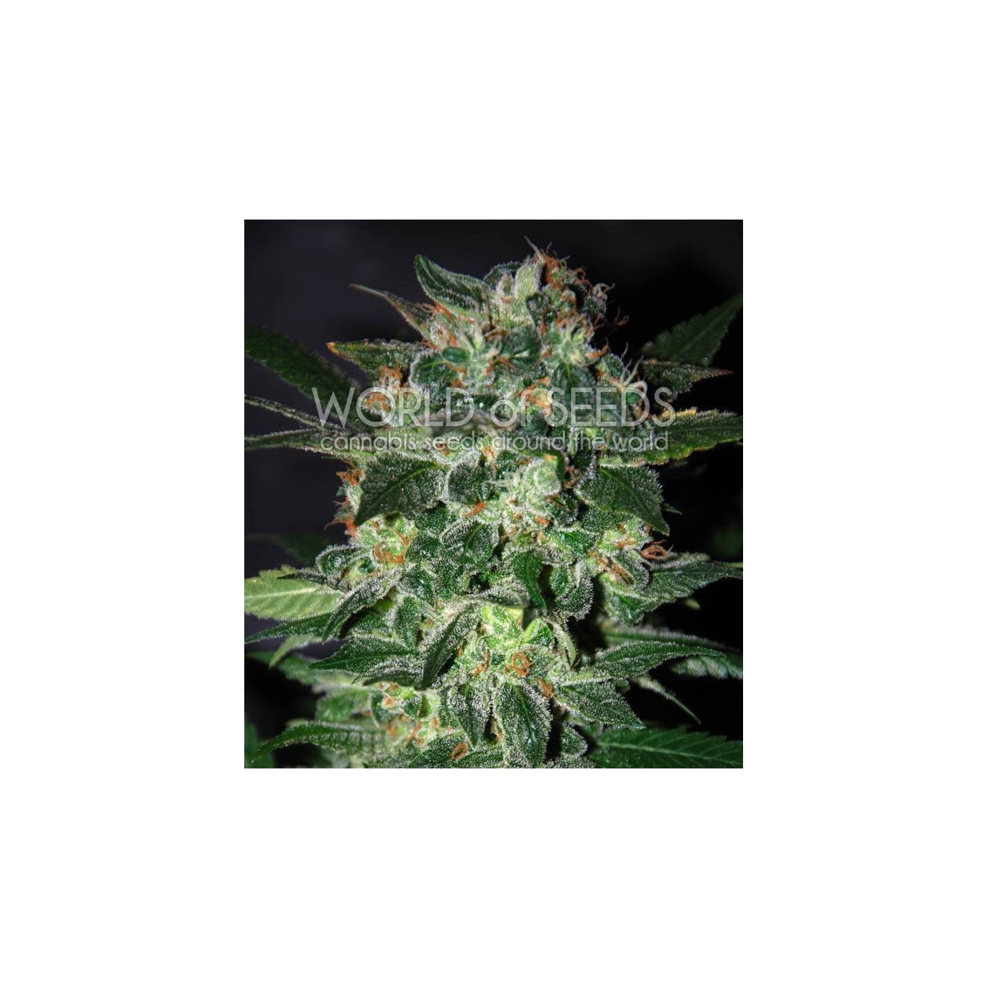 Domina Star (Legend Collection) Feminizada de World Of Seeds