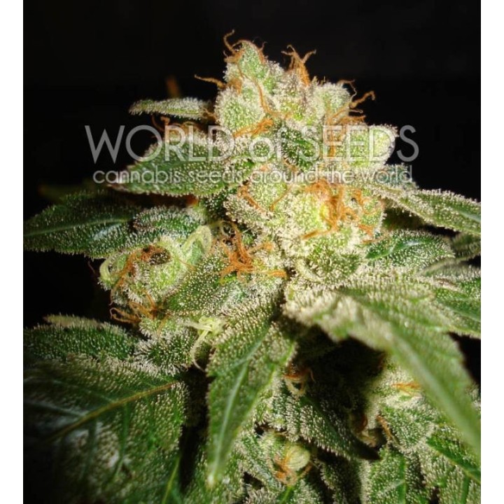 Privilege (Diamond Collection) Feminizada de World Of Seeds
