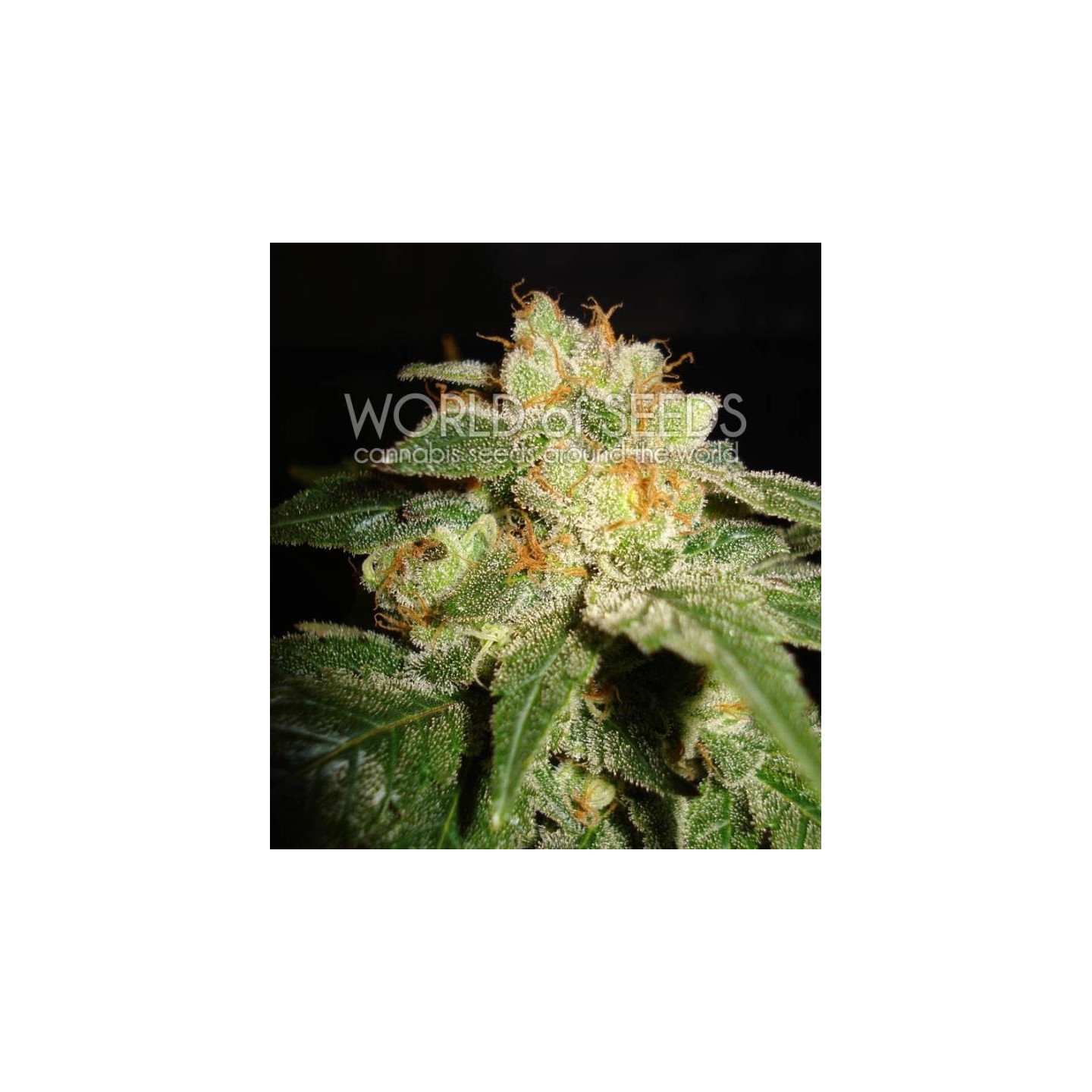 Privilege (Diamond Collection) Feminizada de World Of Seeds
