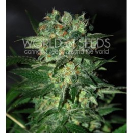 Stoned Inmaculate (Diamond Collection) Feminizada de World Of