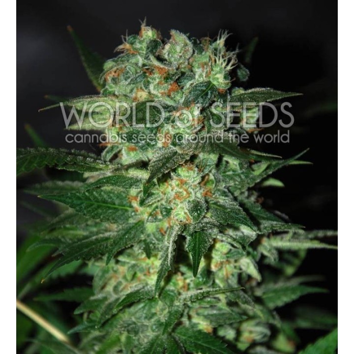 Stoned Inmaculate (Diamond Collection) Feminizada de World Of