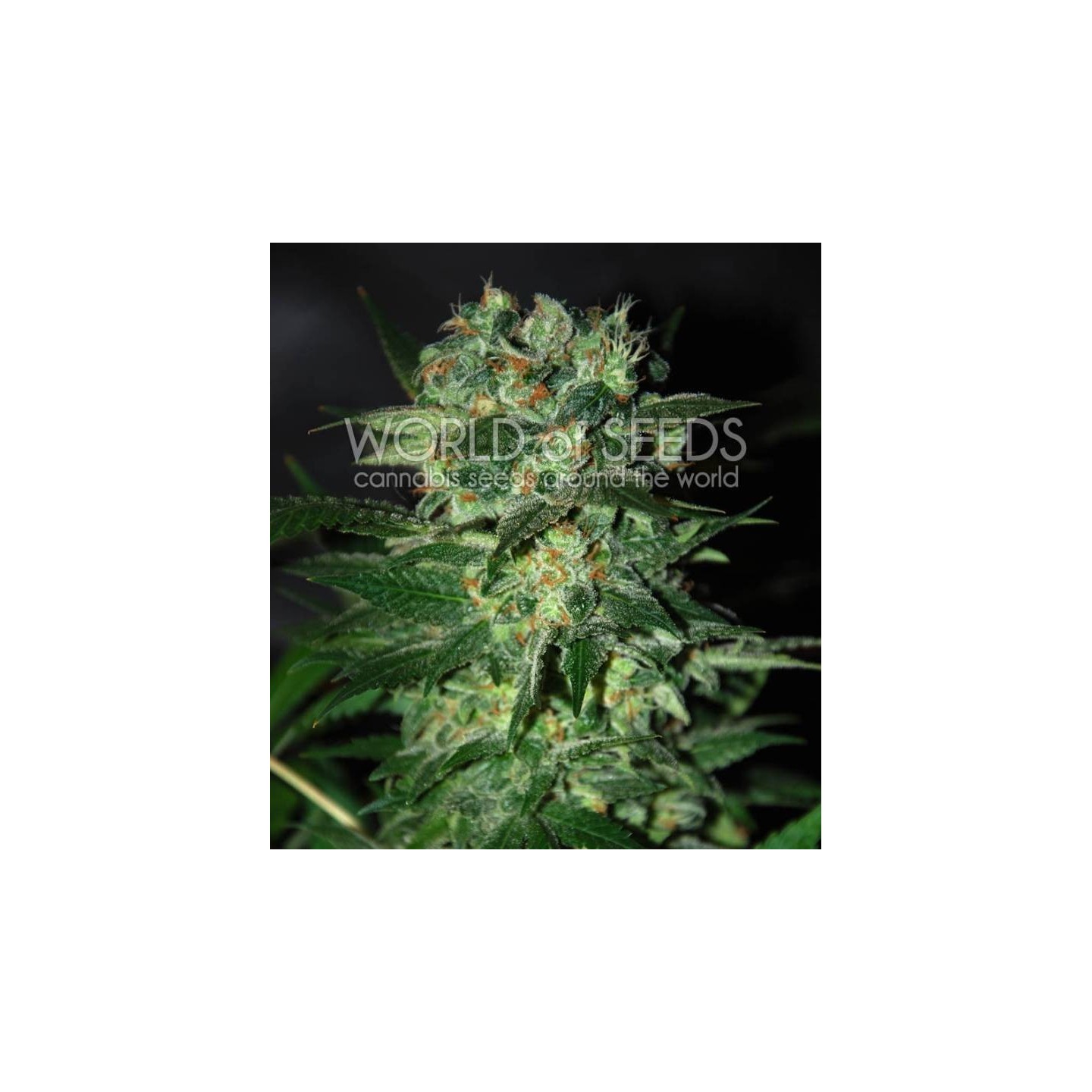 Stoned Inmaculate (Diamond Collection) Feminizada de World Of