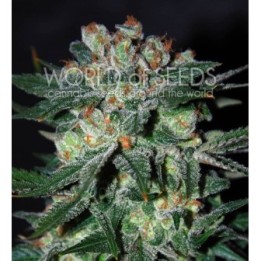 Obsession (Diamond Collection) Feminizada de World Of Seeds