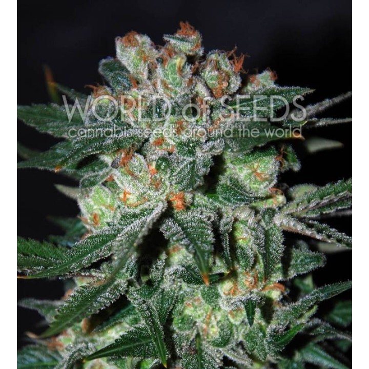 Obsession (Diamond Collection) Feminizada de World Of Seeds