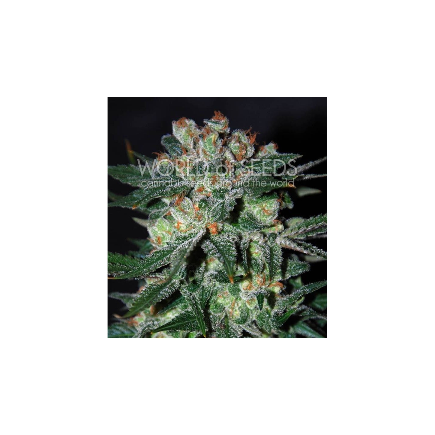 Obsession (Diamond Collection) Feminizada de World Of Seeds