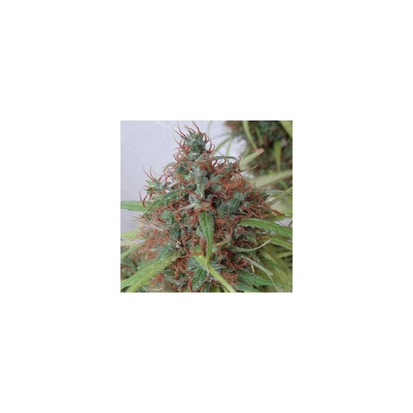 Honduras Regular de Ace Seeds