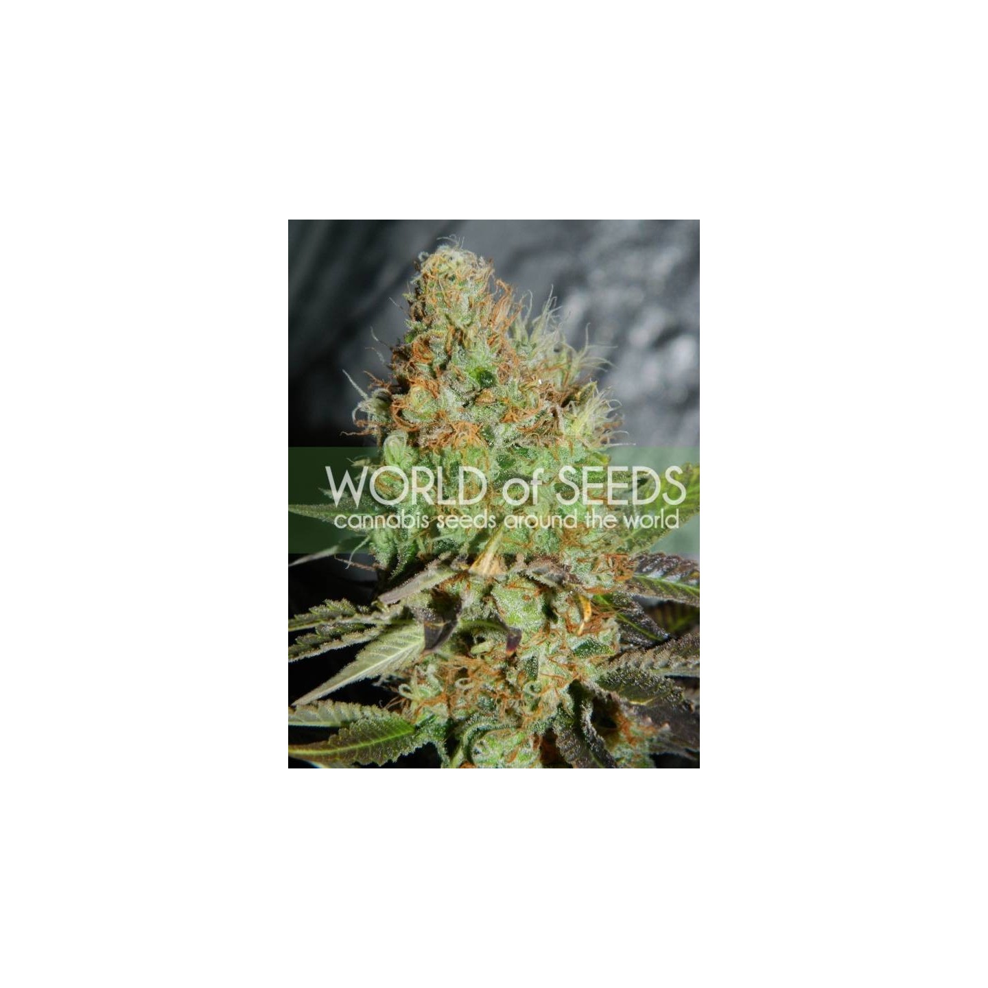 Afghan Kush Special (Legend Collection) Feminizada de World Of