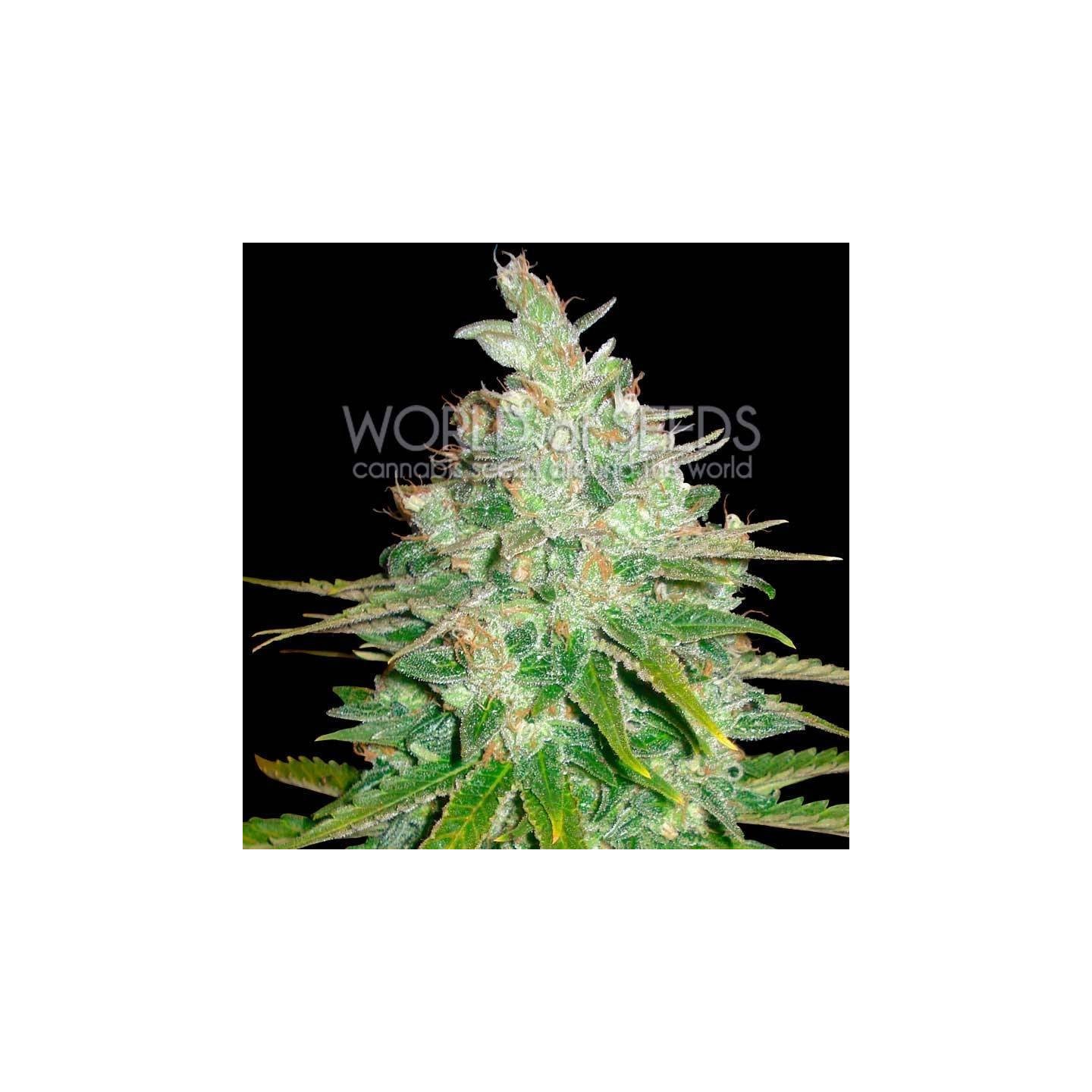 Afghan Kush X Black Domina CBD Feminizada de World Of Seeds